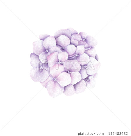 Watercolor bouquet of pink hydrangea flowers. Hand drawn illustration isolated on white background for print and design Watercolor bouquet of pink hydrangea flowers. Hand drawn illustration isolated on white background for print and design 133488482