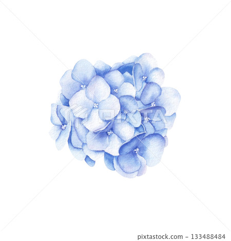 Watercolor bouquet of violet hydrangea flowers. Hand drawn illustration isolated on white background for print and design 133488484