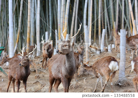 香川縣白鳥動物園鹿 香川縣白鳥動物園鹿 133488558