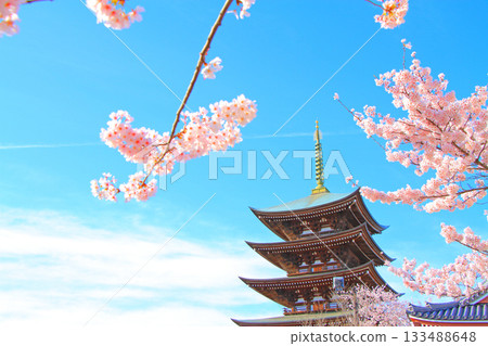 Scenery of the five-story pagoda and cherry blossoms at Kakuozan Nittaiji Temple, Nagoya City, Aichi Prefecture 133488648
