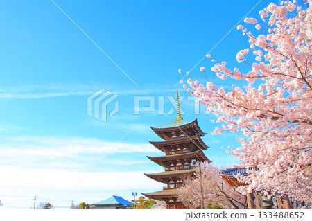 愛知縣名古屋市覺王山二泰寺五層寶塔與櫻花風景 愛知縣名古屋市覺王山二泰寺五層寶塔與櫻花風景 133488652