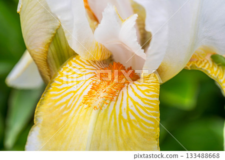 Close-up of German Iris 133488668