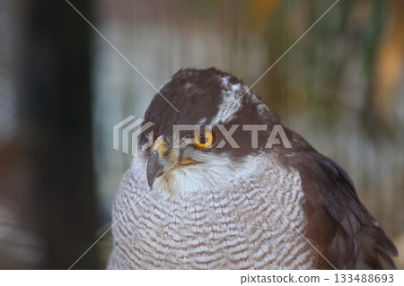 Northern goshawk at Shiratori Zoo, Kagawa Prefecture Northern goshawk at Shiratori Zoo, Kagawa Prefecture 133488693