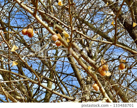 Ginkgo noodles Ginkgo noodles 133488701