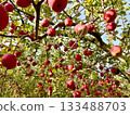 Apple Trees 133488703