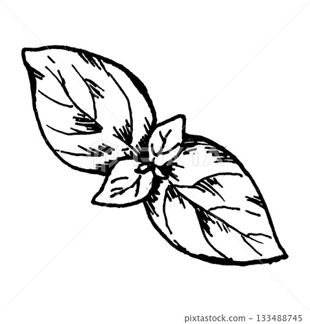 Black and white vector illustration of a basil sprig with several leaves drawn in fine line art. Botanical details make it suitable for herb sets, cooking graphics, ingredient groups and recipe use. 133488745