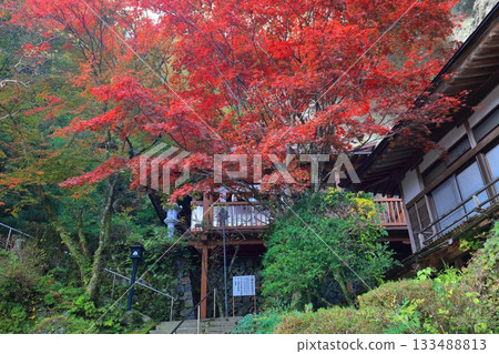 [Ehime Prefecture] Iwaya-ji Temple on a clear day and autumn leaves 133488813