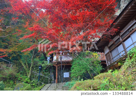 [Ehime Prefecture] Iwaya-ji Temple on a clear day and autumn leaves 133488814