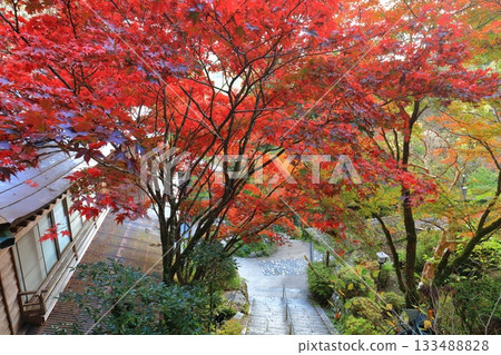 [Ehime Prefecture] Iwaya-ji Temple on a clear day and autumn leaves 133488828