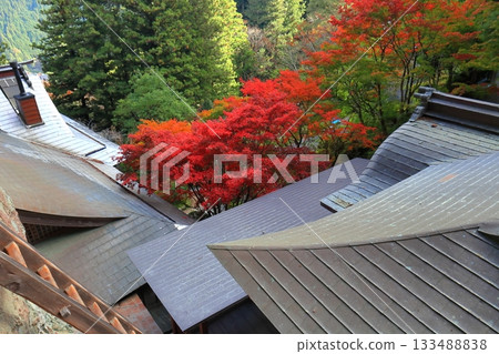 [Ehime Prefecture] Iwaya-ji Temple on a clear day and autumn leaves 133488838