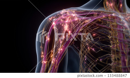 glowing neural network in human shoulder anatomy visualization glowing neural network in human shoulder anatomy visualization 133488847