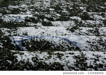 冬天，岐阜縣池田町的茶園會被一層薄薄的雪覆蓋。 133488848