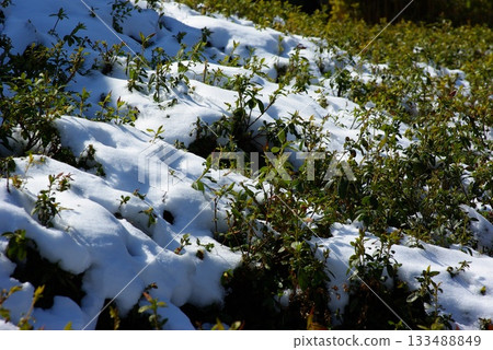 冬天,岐阜縣池田町的茶園會被一層薄薄的雪覆蓋。 冬天,岐阜縣池田町的茶園會被一層薄薄的雪覆蓋。 133488849