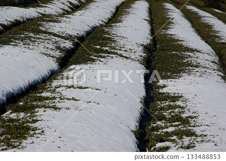 In winter, you can see tea fields covered in a thin layer of snow in Ikeda Town, Gifu Prefecture. In winter, you can see tea fields covered in a thin layer of snow in Ikeda Town, Gifu Prefecture. 133488853