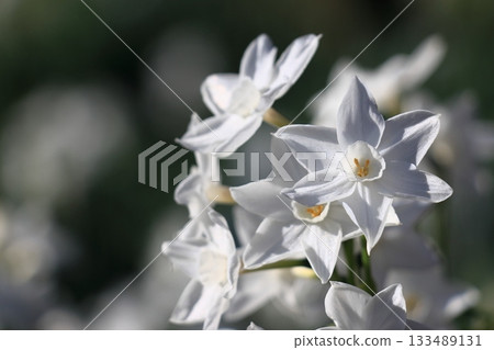水仙紙白白水仙 133489131