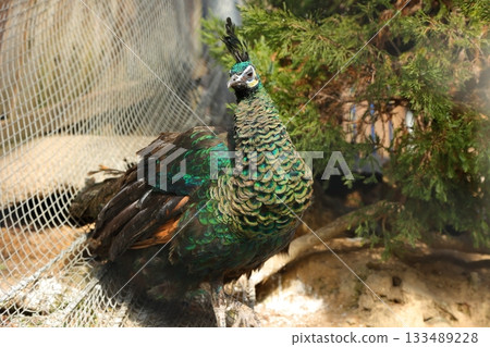 Kagawa Prefecture Shiratori Zoo Peacock 133489228
