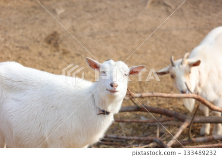 香川縣白鳥動物園山羊 133489232