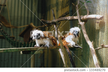 Pair of Cotton-top Tamarins sitting on a wooden plank inside a zoo enclosure or wildlife sanctuary. 133489270