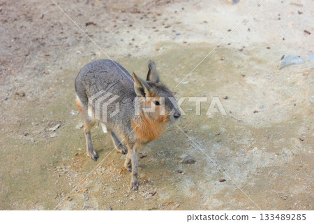 香川縣白鳥動物園馬拉 香川縣白鳥動物園馬拉 133489285