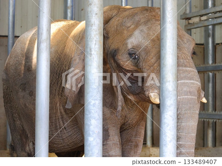 Kagawa Prefecture Shiratori Zoo elephant Kagawa Prefecture Shiratori Zoo elephant 133489407