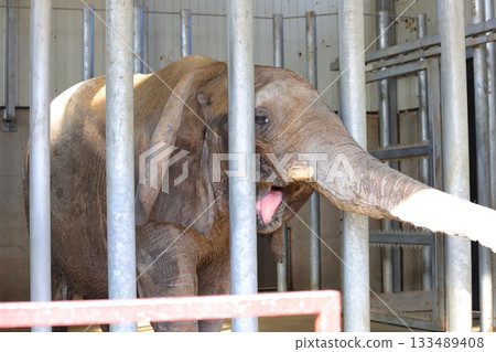 Kagawa Prefecture Shiratori Zoo elephant Kagawa Prefecture Shiratori Zoo elephant 133489408
