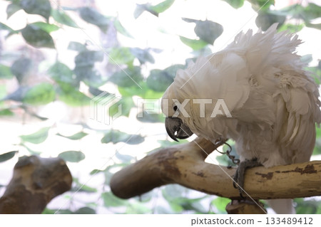 香川縣白鳥動物園白鳳頭鸚鵡 133489412