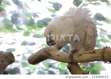 Kagawa Prefecture Shiratori Zoo White Cockatoo Kagawa Prefecture Shiratori Zoo White Cockatoo 133489413