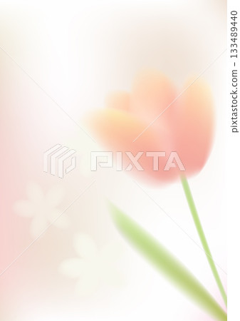 Soft pink tulip with white floral background 133489440