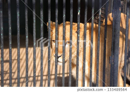 Kagawa Prefecture Shiratori Zoo Lion 133489564
