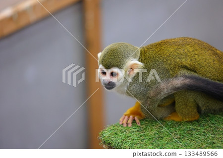 Squirrel monkeys at Shiratori Zoo in Kagawa Prefecture Squirrel monkeys at Shiratori Zoo in Kagawa Prefecture 133489566
