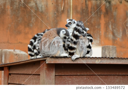 香川縣白鳥動物園環尾狐猴 香川縣白鳥動物園環尾狐猴 133489572