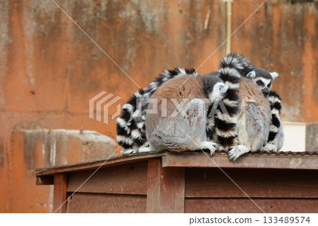 Kagawa Prefecture Shiratori Zoo Ring-tailed lemur Kagawa Prefecture Shiratori Zoo Ring-tailed lemur 133489574