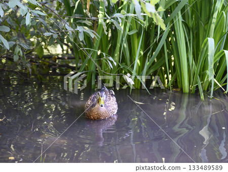 Duck on a lake overgrown with lush vegetation, with wavy reflections 133489589