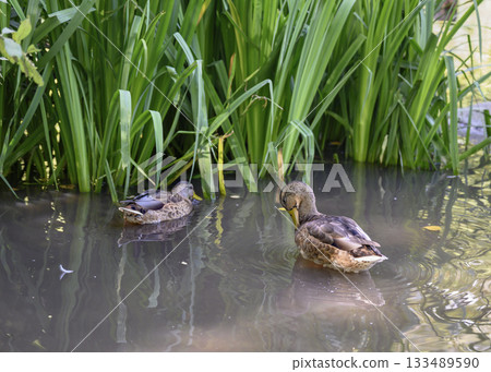 Ducks on a lake overgrown with lush vegetation, with wavy reflections 133489590