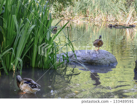 Duck on a lake overgrown with lush vegetation, with wavy reflections Duck on a lake overgrown with lush vegetation, with wavy reflections 133489591
