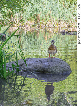 Duck on a lake overgrown with lush vegetation, with wavy reflections 133489592