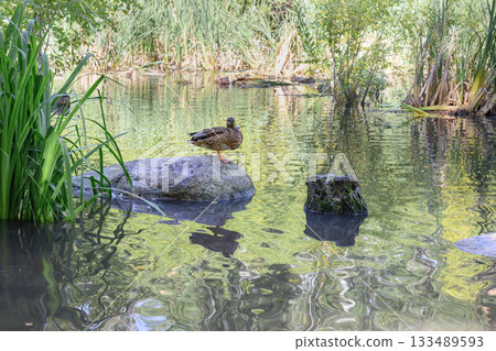 Duck on a lake overgrown with lush vegetation, with wavy reflections Duck on a lake overgrown with lush vegetation, with wavy reflections 133489593