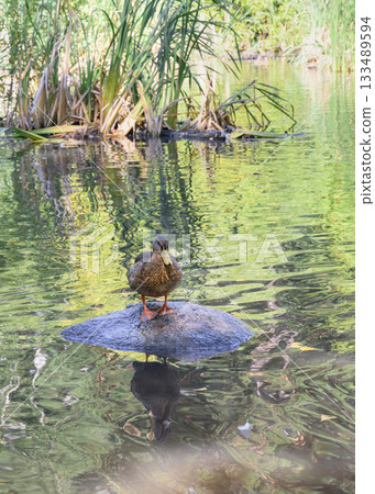 Duck on a lake overgrown with lush vegetation, with wavy reflections Duck on a lake overgrown with lush vegetation, with wavy reflections 133489594