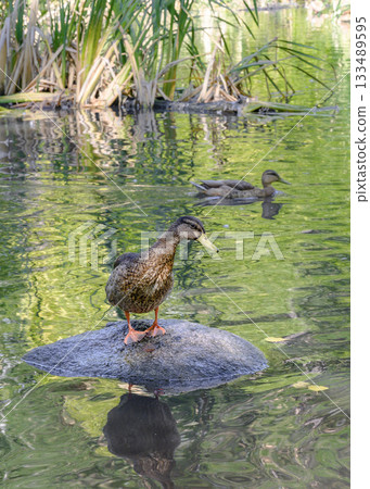 The duck got out on a stone sticking out of the water on the lake The duck got out on a stone sticking out of the water on the lake 133489595
