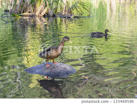 The duck got out on a stone sticking out of the water on the lake 133489596