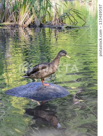 The duck got out on a stone sticking out of the water on the lake 133489597
