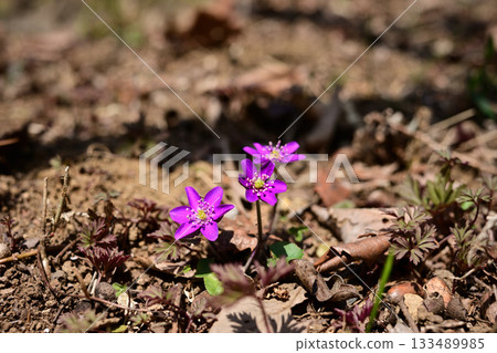 Wildflower Hemerocallis maximowiczii (snowdrop) blooms among fallen leaves in early spring 133489985