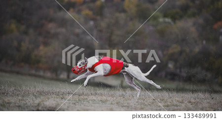 White greyhound sprinting through autumn field wearing red vest White greyhound sprinting through autumn field wearing red vest 133489991