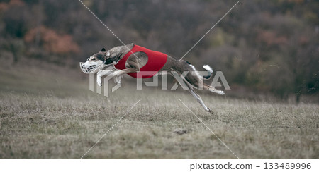 Greyhound jumping through air in red vest during lure coursing training Greyhound jumping through air in red vest during lure coursing training 133489996