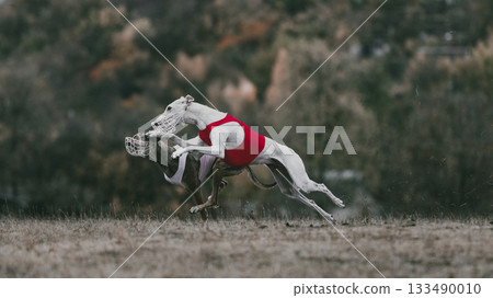 Two lure coursing greyhounds racing together in red and white vests Two lure coursing greyhounds racing together in red and white vests 133490010