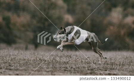 Lure coursing greyhound in white vest racing fast on grass field Lure coursing greyhound in white vest racing fast on grass field 133490012