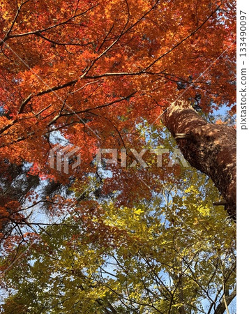 Burning autumn leaves Burning autumn leaves 133490097