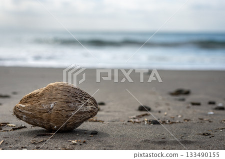 Coconuts washed up on the beach, a scene of driftwood Coconuts washed up on the beach, a scene of driftwood 133490155