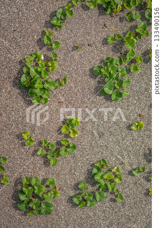 雜草在沙質土壤上蔓延,呈現出鮮豔的綠色紋理。 雜草在沙質土壤上蔓延,呈現出鮮豔的綠色紋理。 133490156