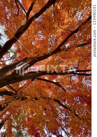 Bright red autumn leaves 133490191